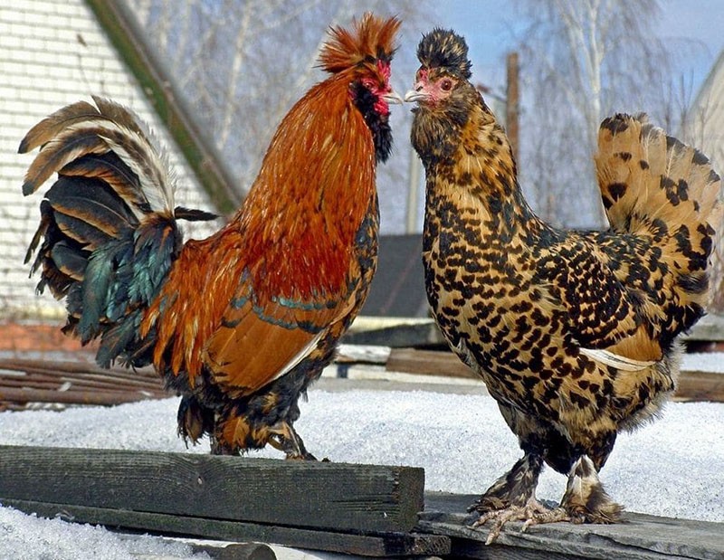 Pavlovsky breed of chickens