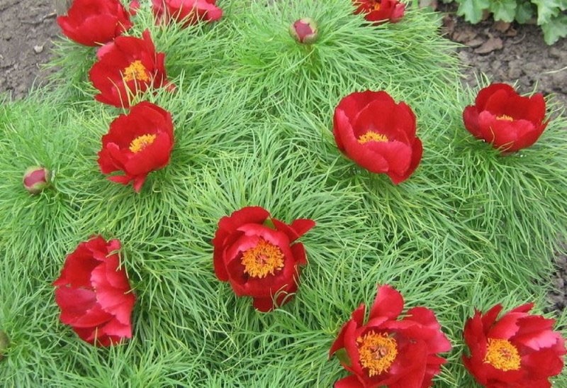 λουλούδια παρόμοια με την παπαρούνα