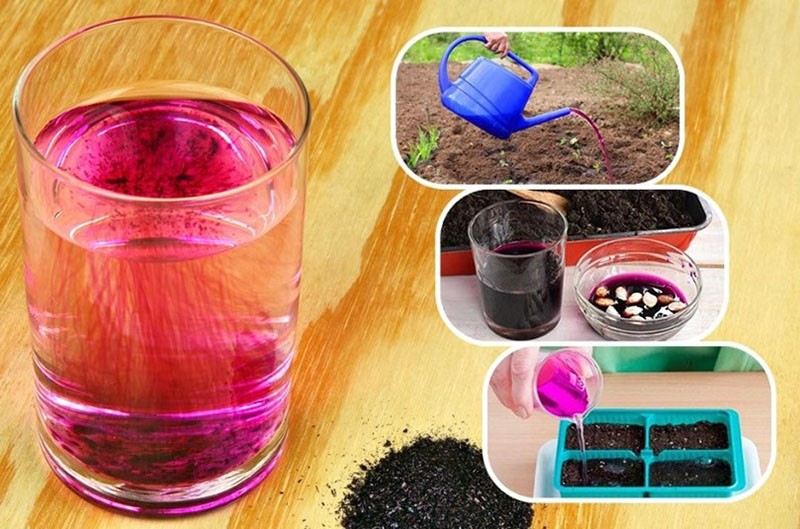 the use of potassium permanganate for plants