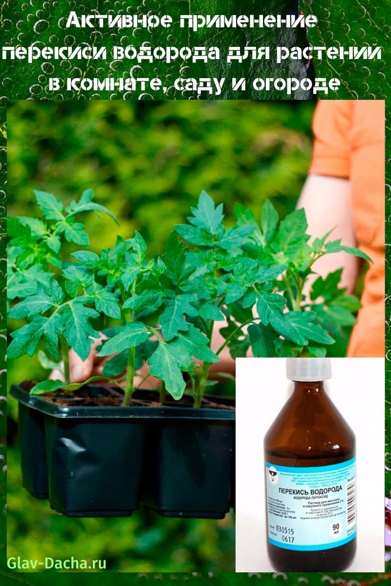 application of hydrogen peroxide to plants