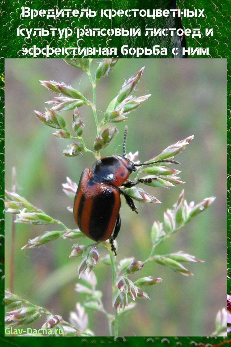 rape leaf beetle