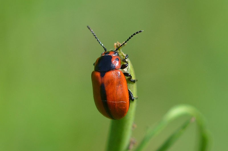 Coleopteran raiskajakuoriainen