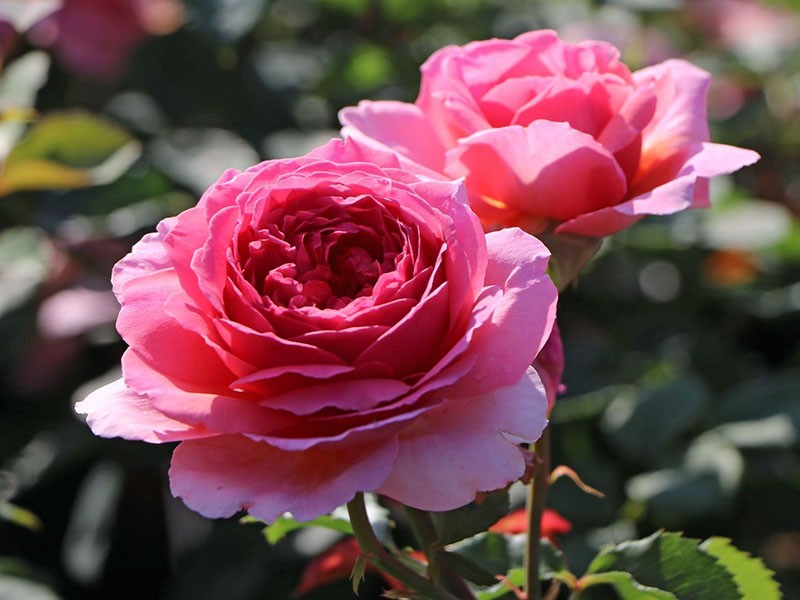 rosa inglese