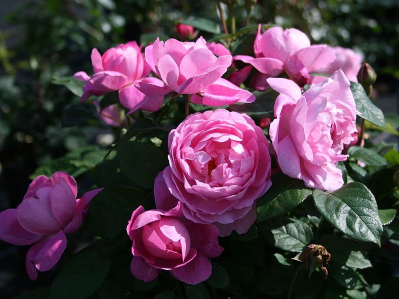 уникална роза Мери Роуз