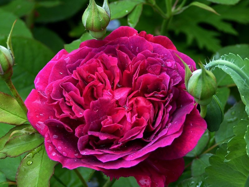 Rosa William Shakespeare