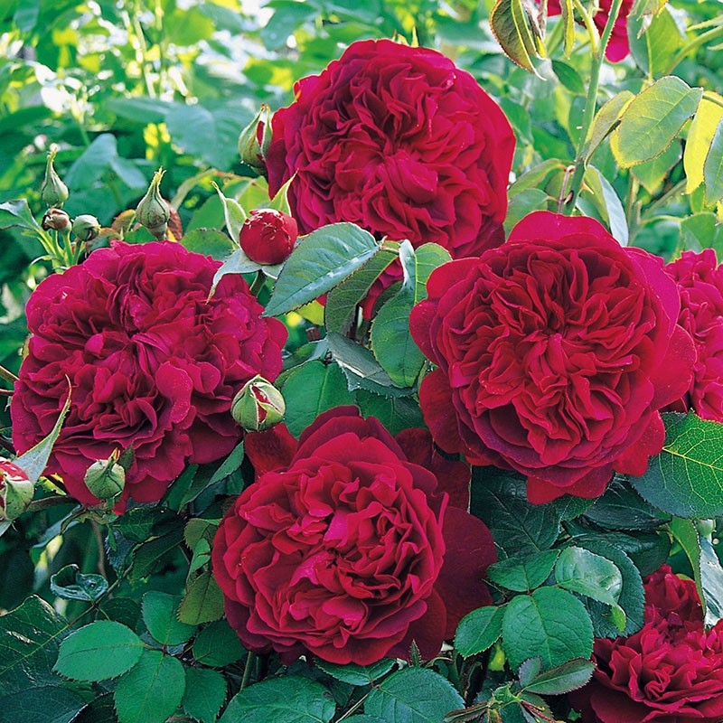 fleur rose luxuriante william shakespeare