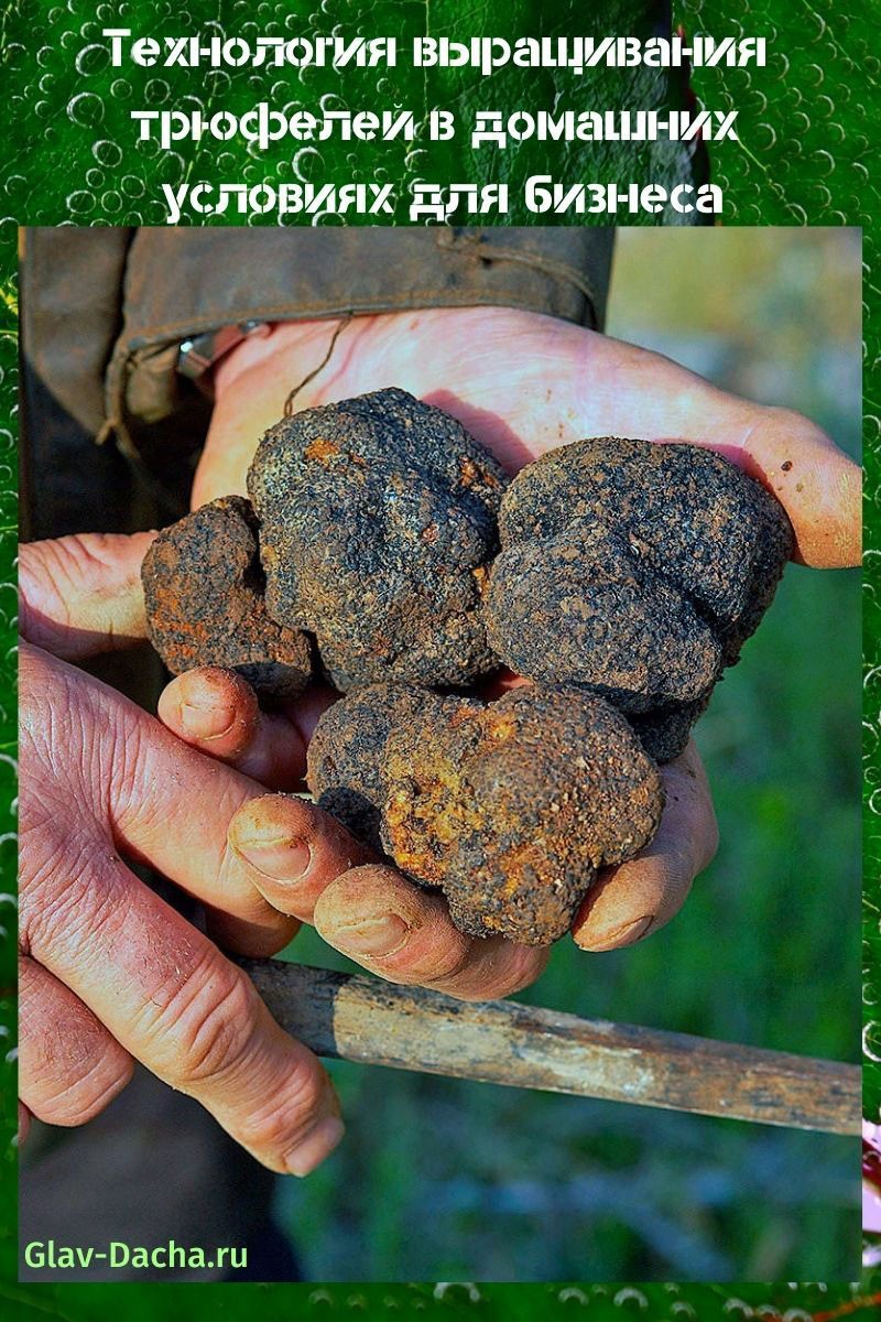 teknolohiya para sa lumalaking truffle sa bahay