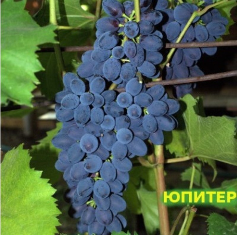 Recenzje zdjęć z opisem odmian winogron Jowisz