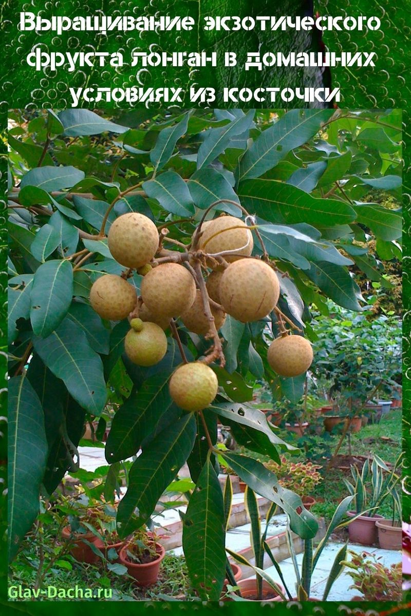 longan-hedelmien kasvattaminen kotona