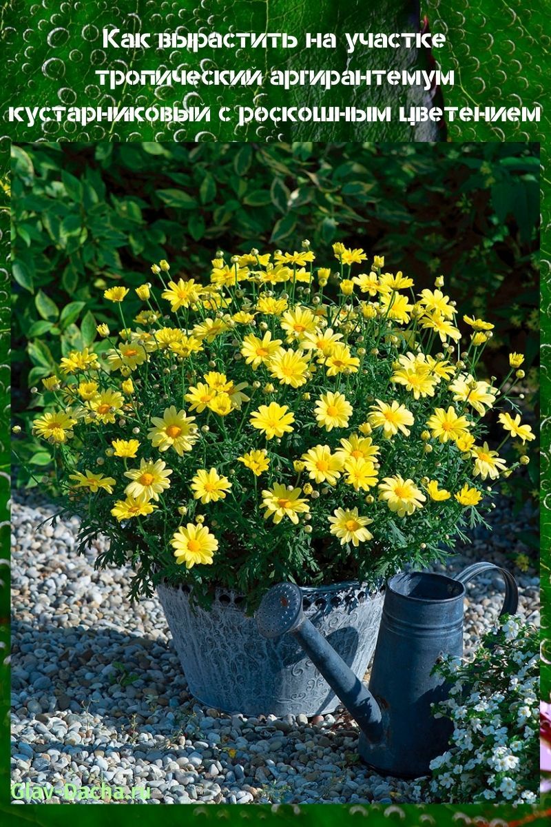 θάμνος argyranthemum