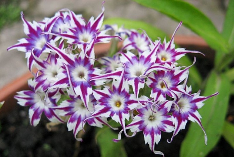 flowering annual phlox