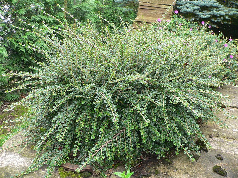 cotoneaster variegatus orizontal