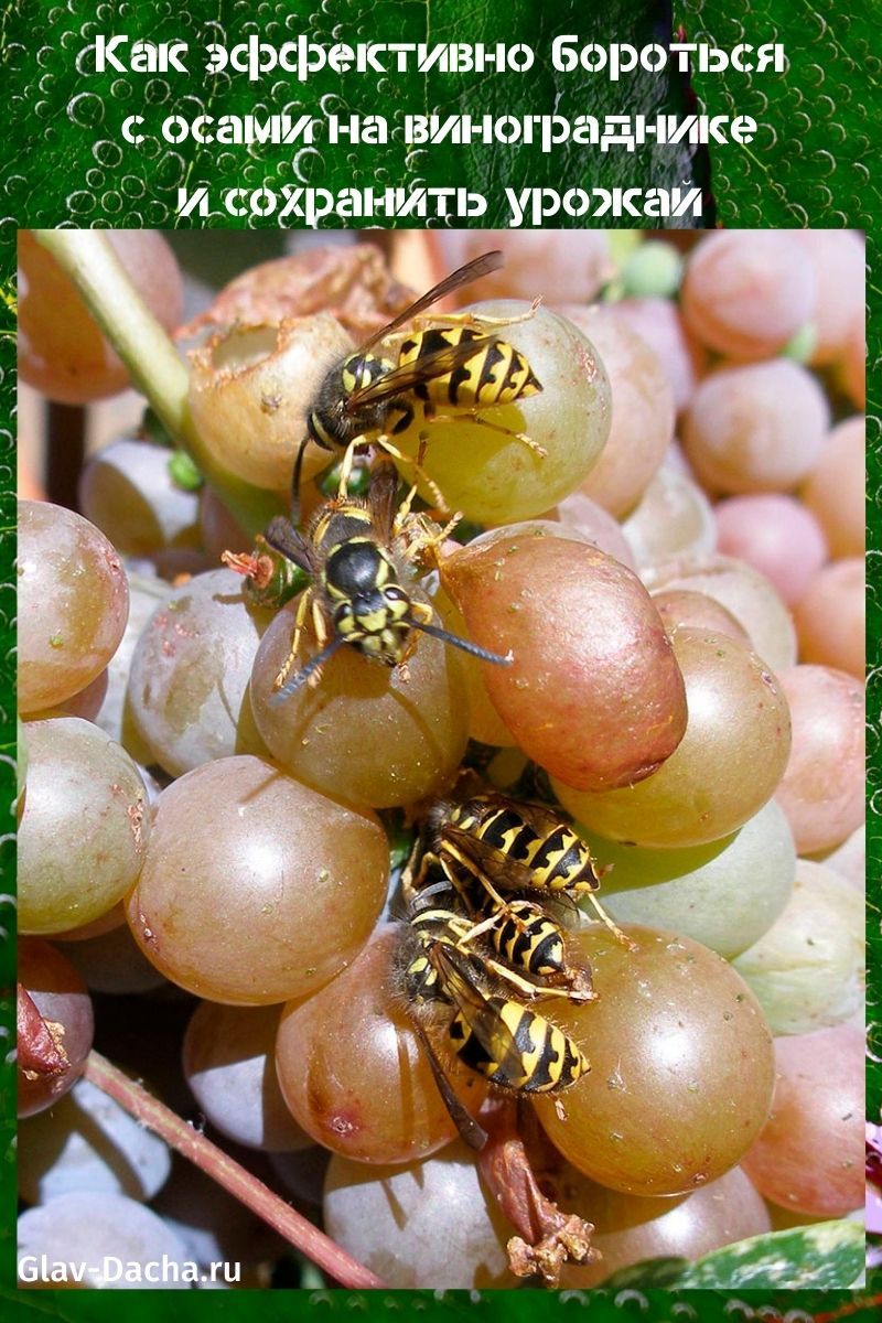 hvordan man skal håndtere hveps i vingården