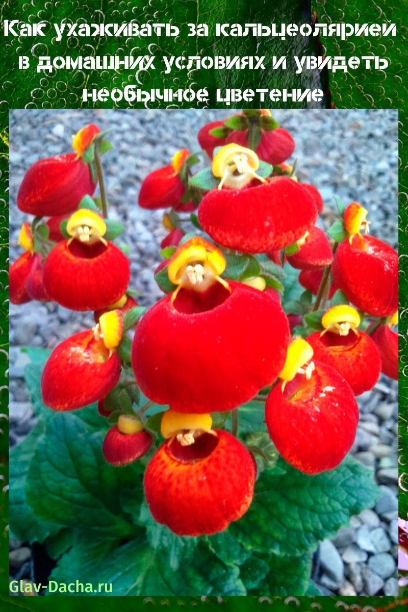 how to care for calceolaria at home