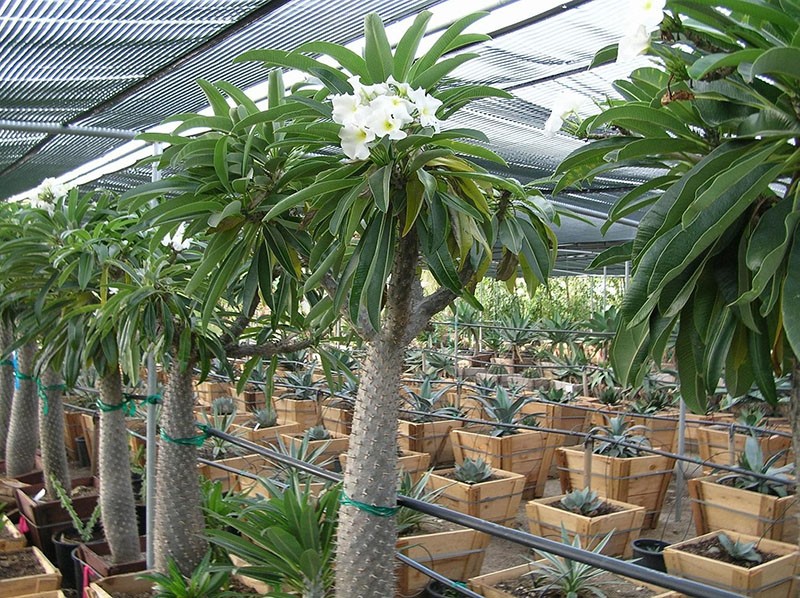 pachypodium cactus levelekkel az óvodában
