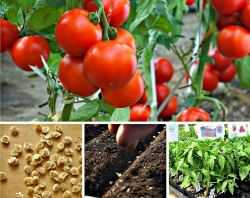 när man ska så tomater för plantor med odling i ett växthus