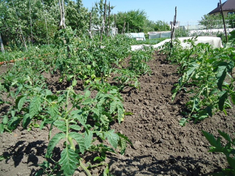 le moment de la plantation des tomates avec une nouvelle plantation directement dans le sol