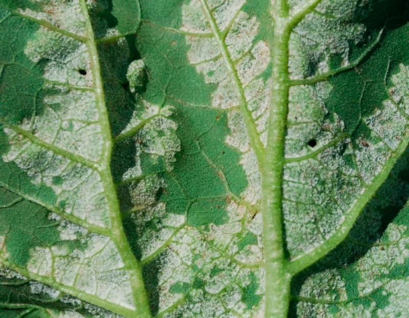partea inversă a frunzei afectată de penosporoză