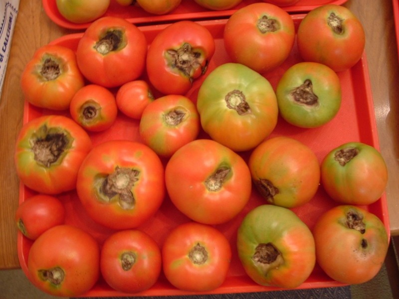 macrosporiosis on tomato fruits