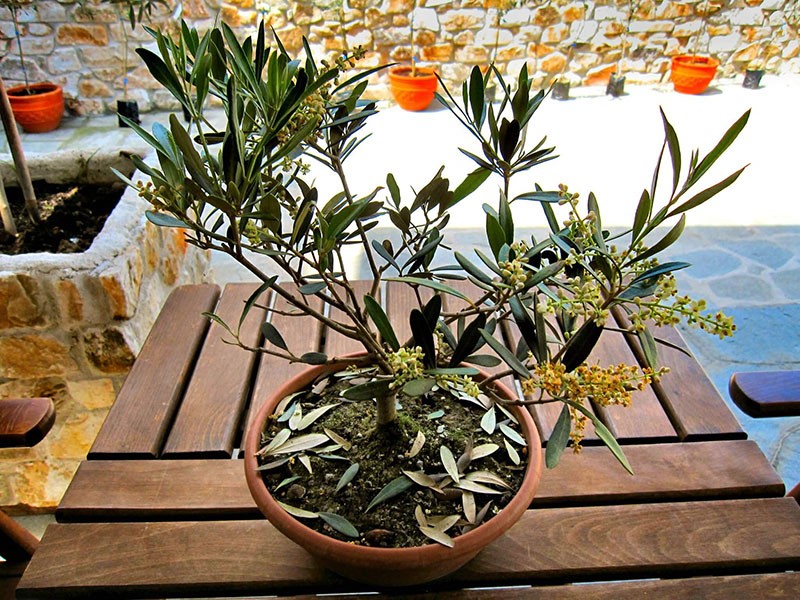 el olivo florece en casa