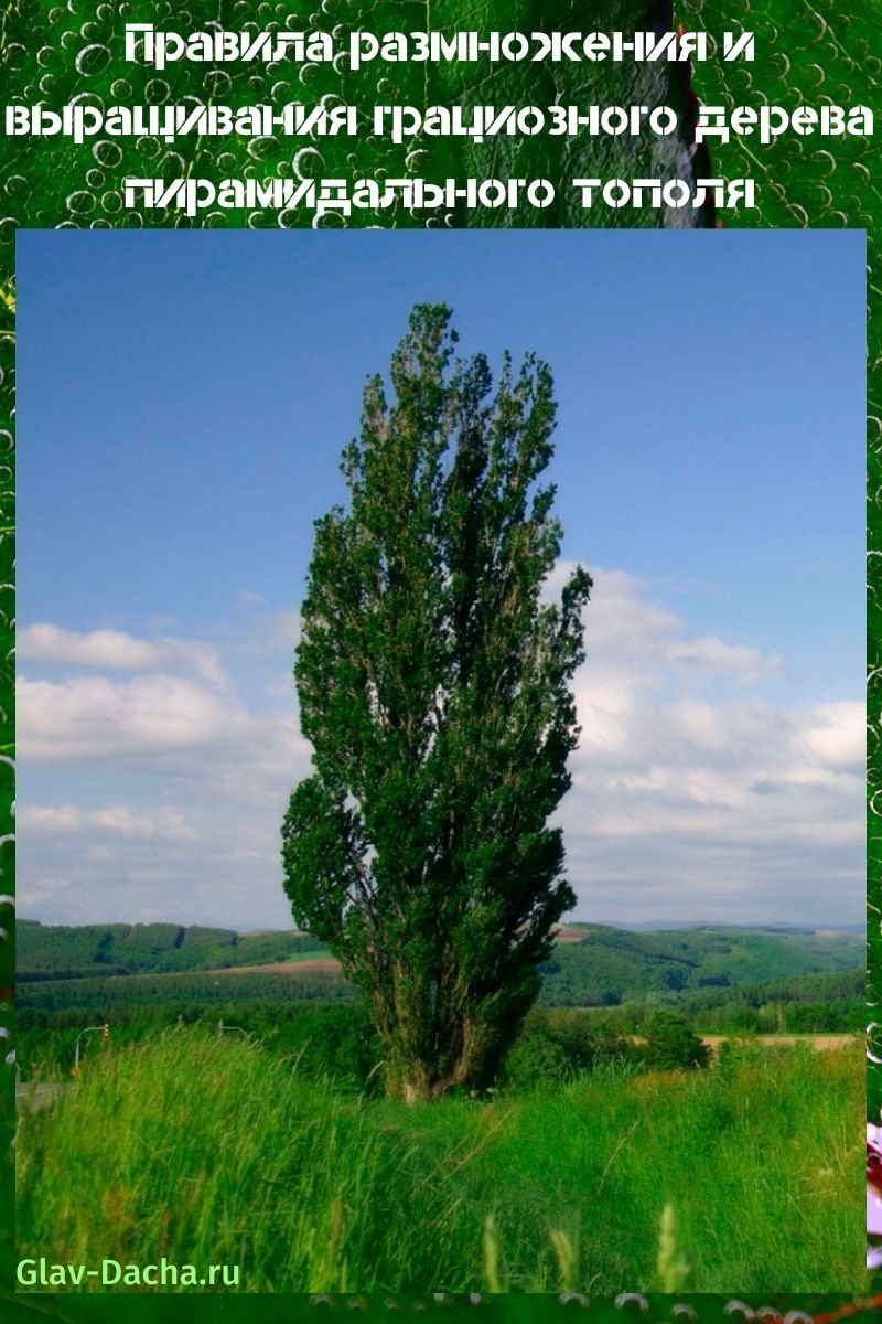 Lombardy poplar