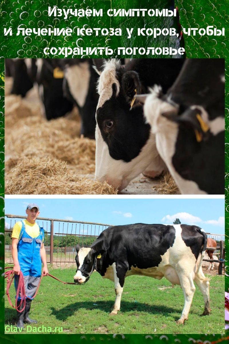 símptomes i tractament de la cetosi en vaques