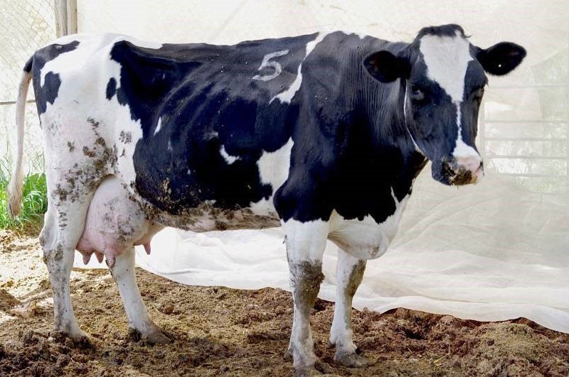 η αγελάδα έχει μεταβολική διαταραχή