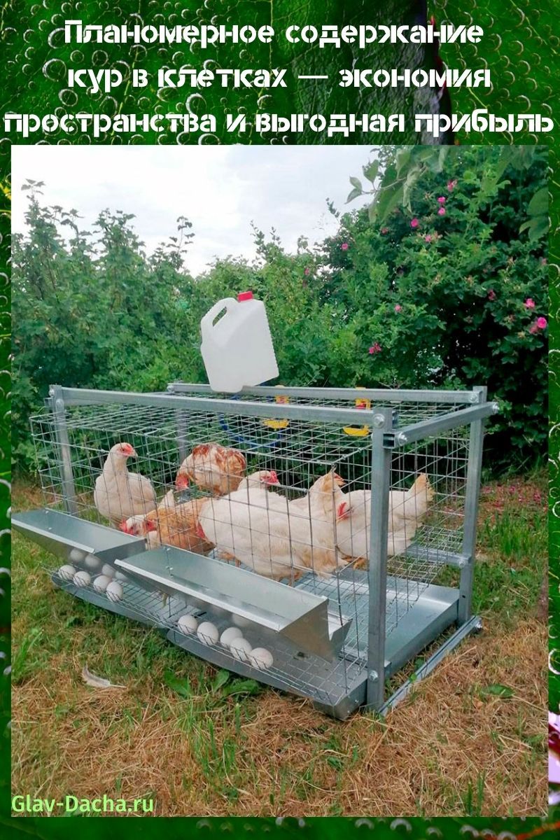 ținând găinile în cuști