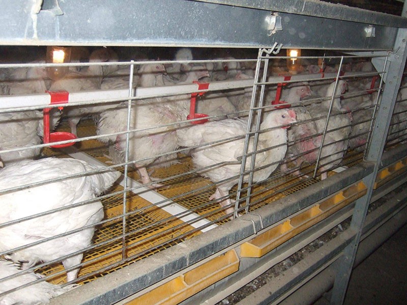 the advantages and disadvantages of keeping chickens in cages