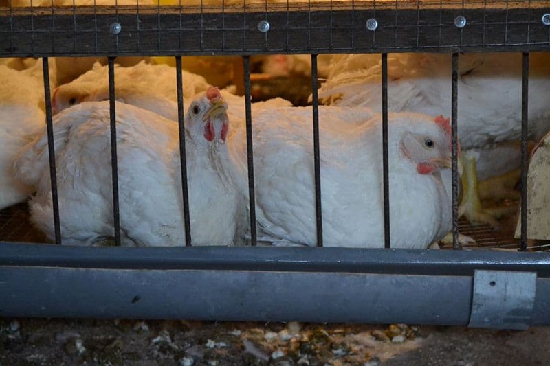 κοτόπουλα σε κλουβιά