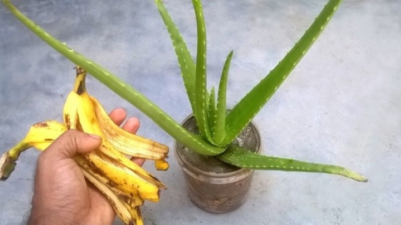 fertilizzante per fiori di buccia di banana