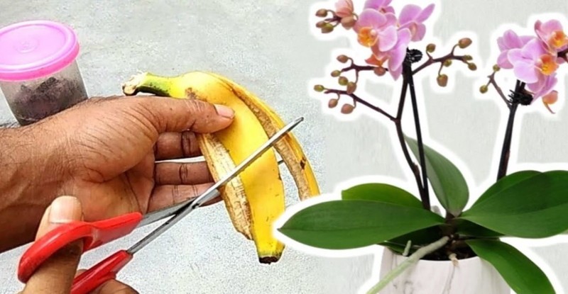 användbara egenskaper hos bananskal som gödningsmedel