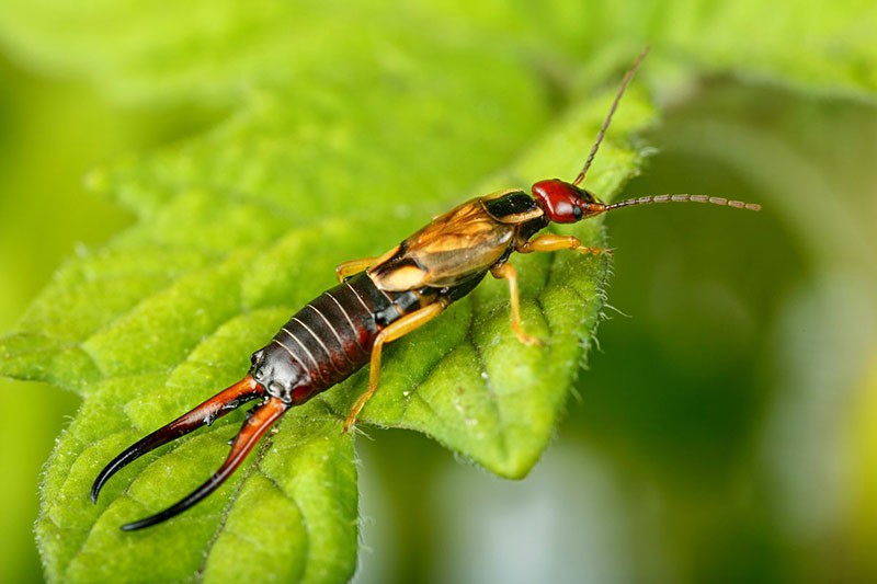 earwig or two-tail