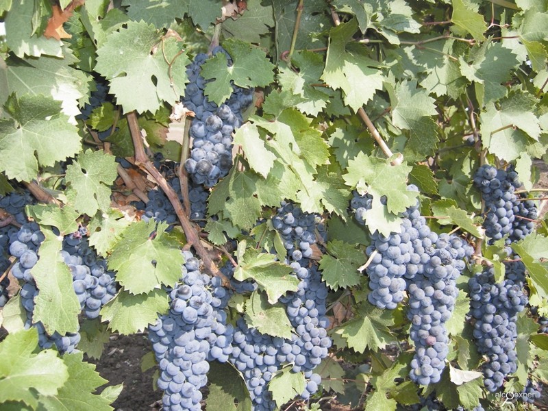 Don grape variety Krasnostop Zolotovsky