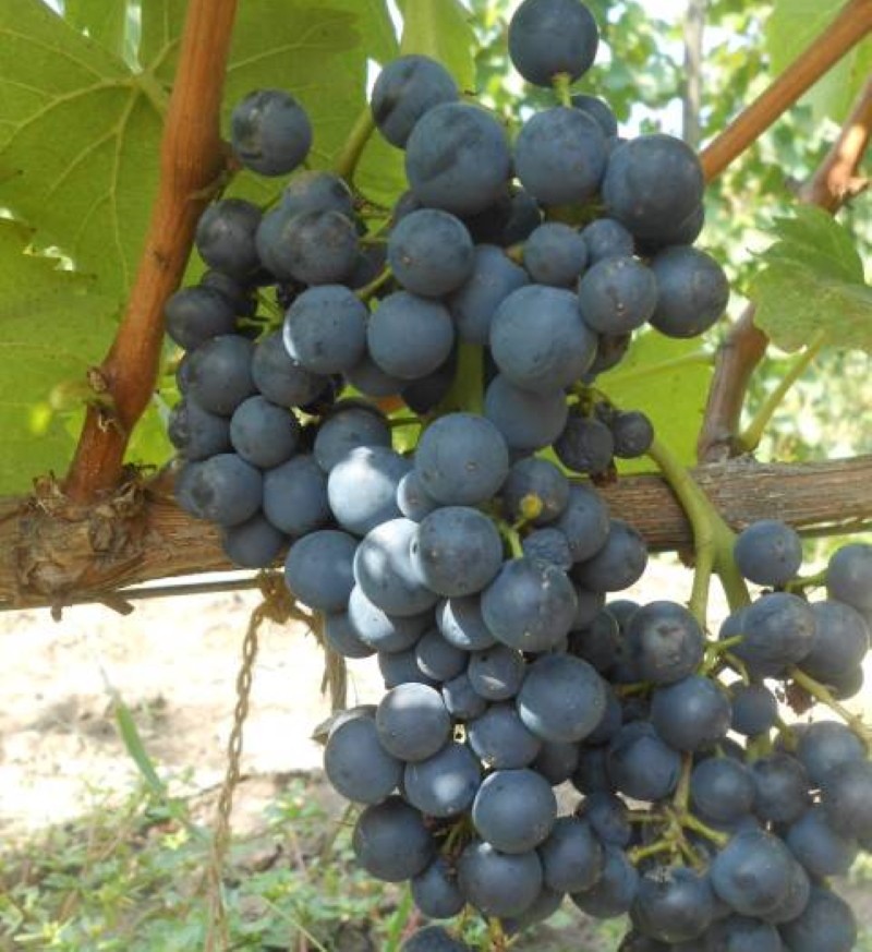 описание на сорта грозде Красностоп