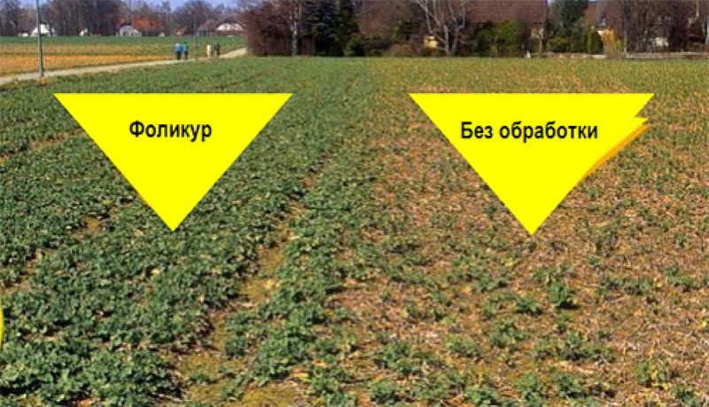 comparison of plantings treated with folicur and without treatment