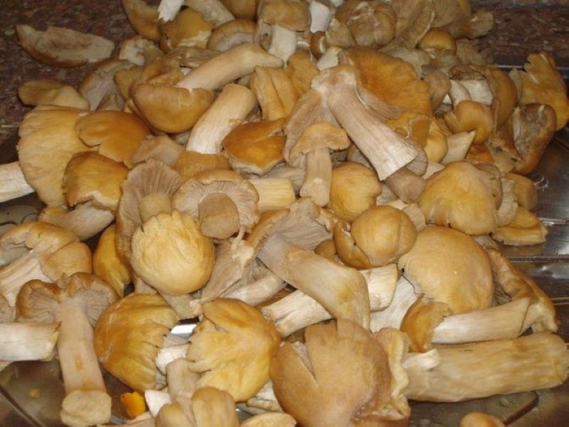 recept na kuřecí nakládané houby