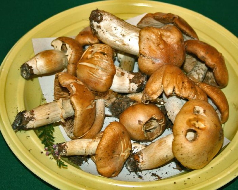 cogumelos de frango ou gorros