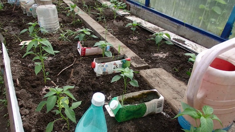 how to water pepper in a greenhouse
