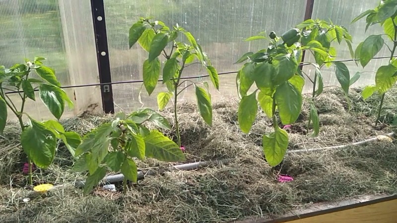 mode of watering pepper in the greenhouse