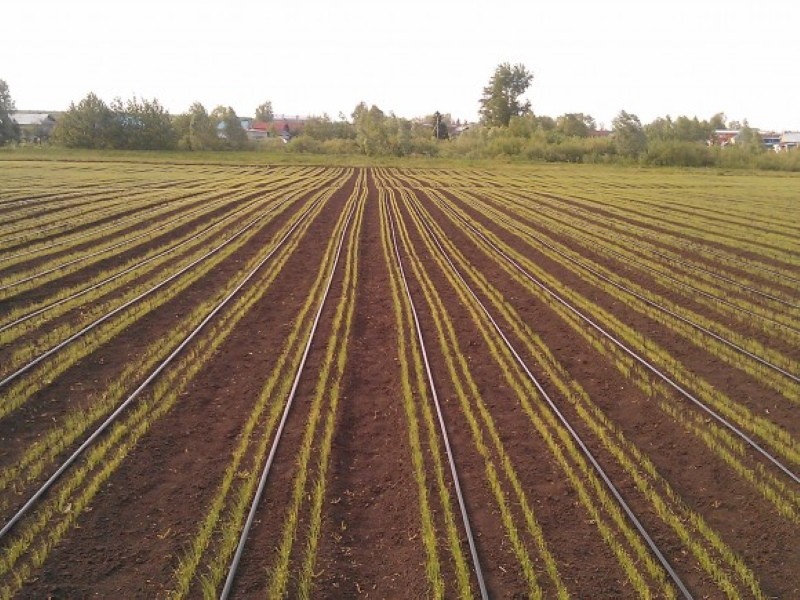 benefícios da irrigação por gotejamento para cebolas