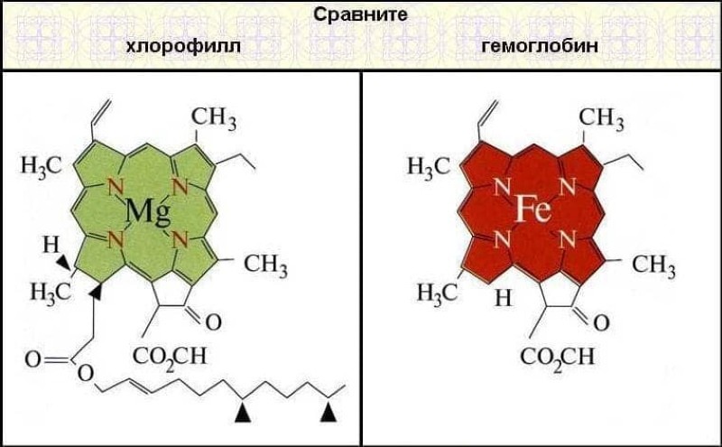структурата на молекулите на хлорофила и хемоглобина