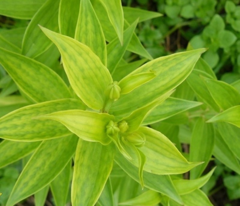 iron chlorosis in lilies