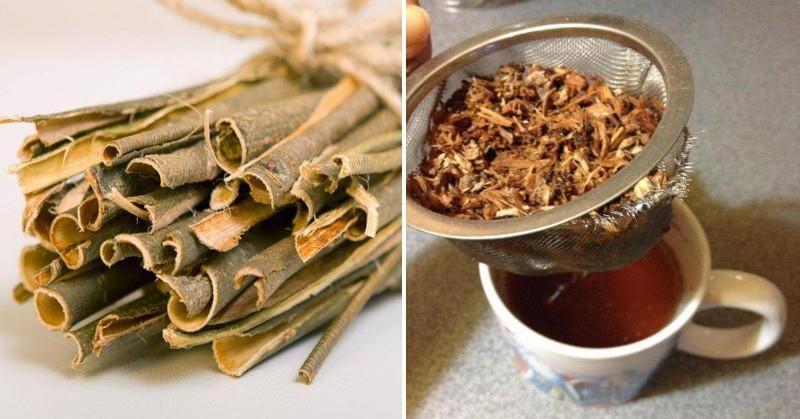decoction and infusion of aspen bark