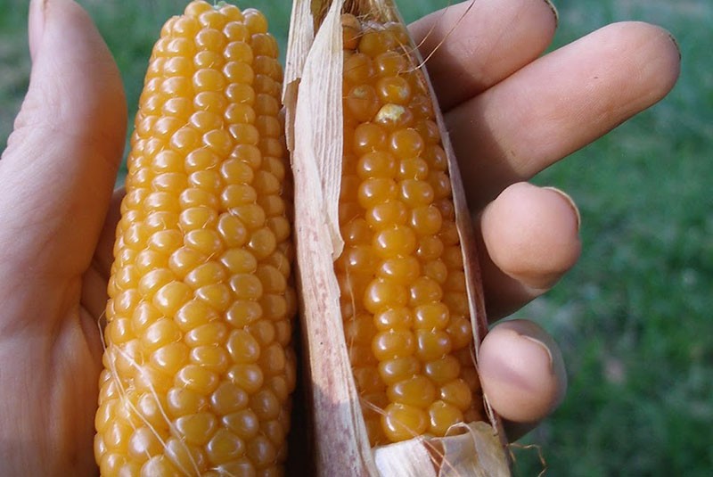 как пуканките се различават от обикновената царевица
