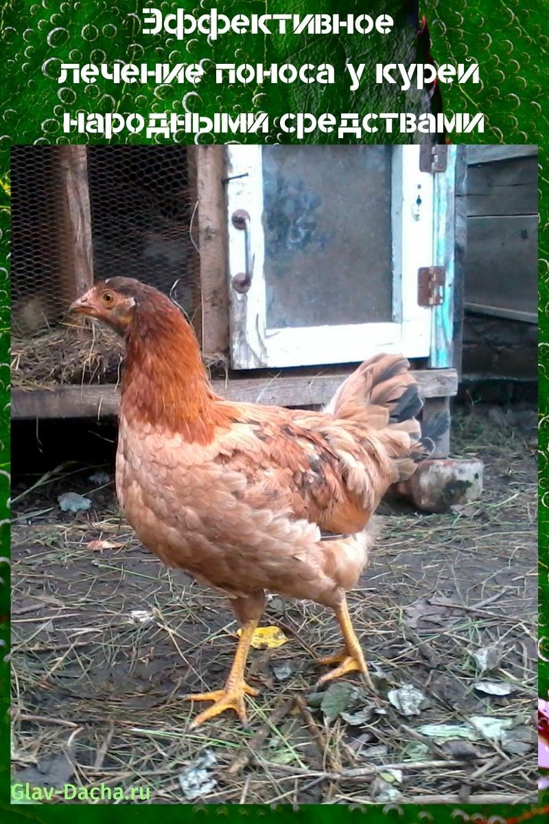 treatment of diarrhea in chickens with folk remedies