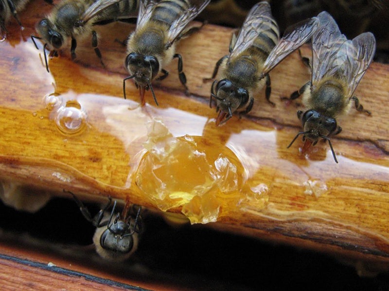 feeding bees