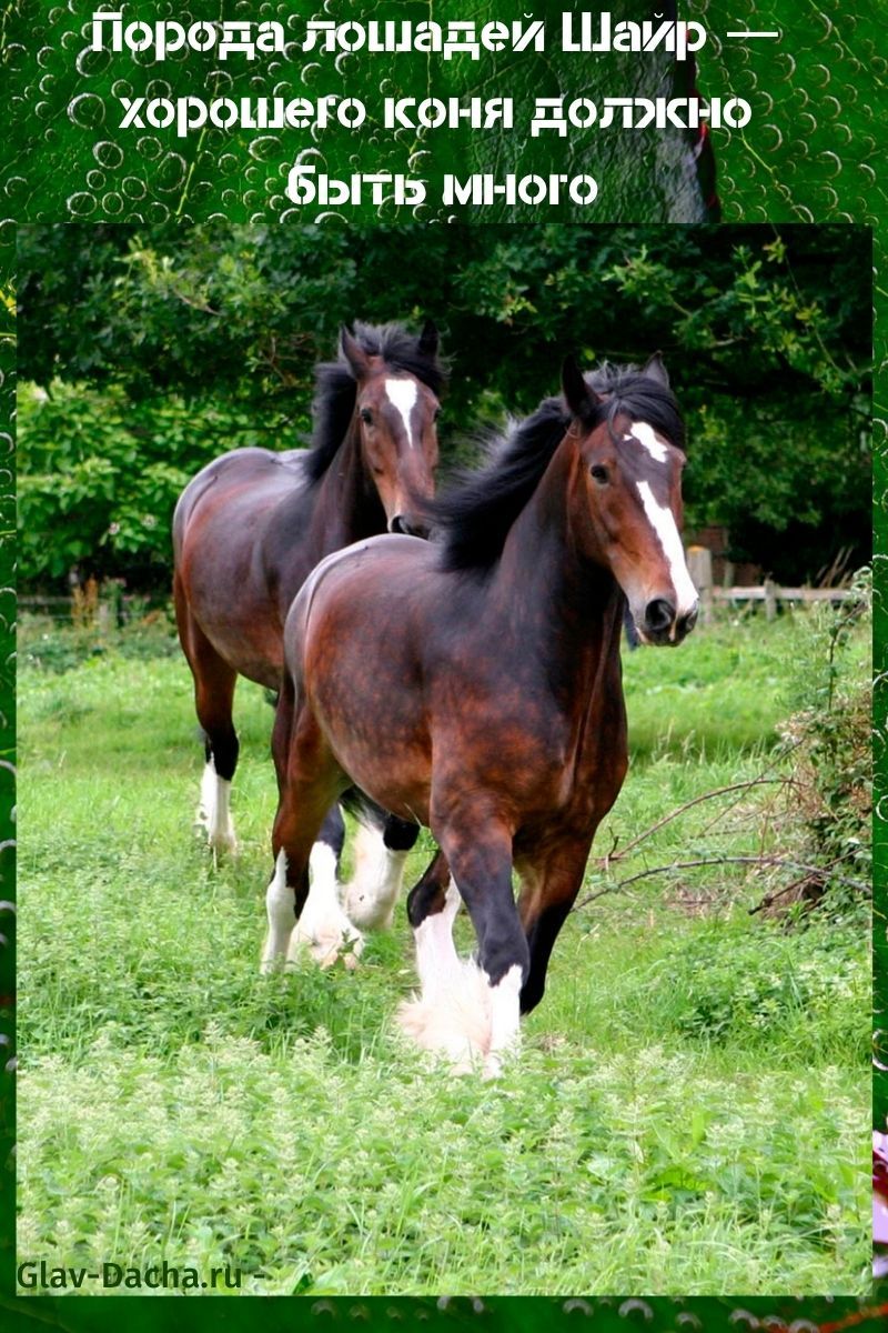 raça de cavalos shire