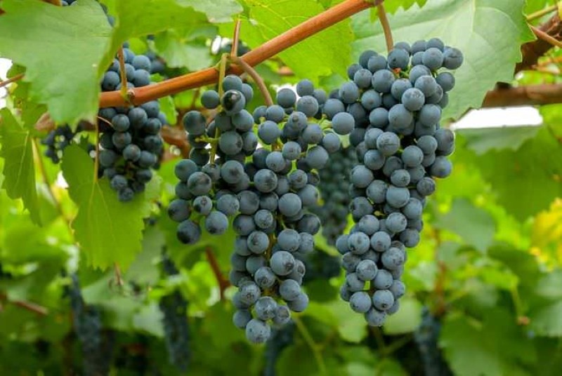 odmiana winogron tajga