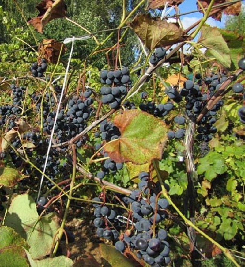 krzew winogronowy z tajgi